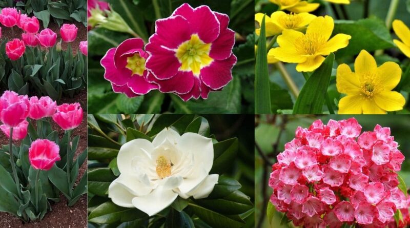 Flower Plants For Spring