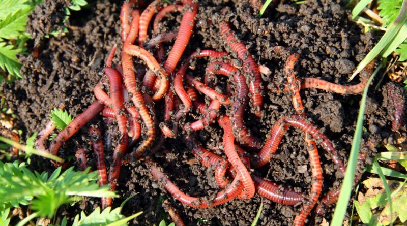 Wiggler Compost Worms: Best For Effective Vermicomposting