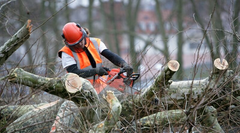 Tree removal