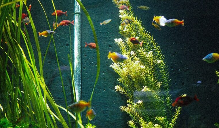 Tank Substrate